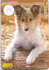 CHIEN HOND DOG  HUND CANE PERRO CÃO Sur Telecarte Phonecard (117) - Dogs