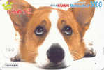 HOND DOG CHIEN HUND CANE PERRO CÃO Op Telefoonkaart Phonecard (120) - Hunde