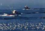 RETOUR AU PORT AU PETIT MATIN Peche - Pesca