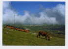 Cpm Larun Gain, Au Fond St Jean De Luz, Funiculaire, Train à Crémaillère - Laruns