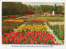 D 4631 - Keukenhof Lisse, Holland - CAk, Nicht Gelaufen - Lisse