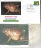 Frog Postcard + Cover – Carte Postale De Grenouille – Froschpostkarte - Tarjeta Postal De Rana - Cartolina Di Rana - Ranas