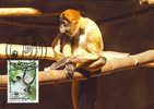 Honduras : CM Carte Maximum Singe Araignée Spider Monkey Animal Primate Foret Forest Atele Geoffroyi Mono - Apen
