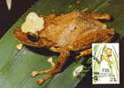 Fiji : CM Carte Maximum Grenouille Frog Platymantis Vitiensis Anoure Tree Arbre Foret Forest Animal WWF - Ranas