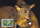 Tanzanie : CM Carte Maximum Galago Zanzibaricus Primate Nocturne Omnivore Mammifere Afrique Arbre Foret Animal WWF - Singes