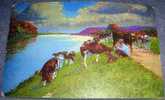 Cows, Shepherd, Cattle,River, Vintage Postcard - Elevage