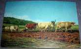 Cows,Bulls, Cattle, Field Works, Stengel, Vintage Postcard - Culturas