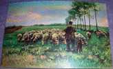 Sheeps, Shepherd, Cattle, Stengel, Vintage Postcard - Viehzucht