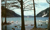 CARTE POSTALE DE NANTUA - LES CYGNES DU LAC - Nantua