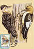 C4078  - Roumanie 1992 - Carte Maximum - Storchenvögel