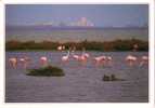 Les Etangs Le Territoire Des FLAMANDS ROSES -  Littoral Languedocien - Languedoc-Roussillon