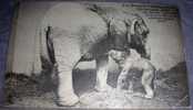 Elephants,Newborne,Baby,Viena,Wien,Austria,vintage Postcard - Elefantes