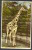 Giraffe At The Bristol Zoo - Giraffen