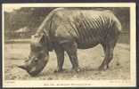 London Zoological Gardens - African Rhinoceros - Neushoorn