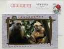 Rare Animal White-headed Leaf Monkey,CN00 Xiangjiang Wildlife World Park Advertising Postal Stationery Card - Singes