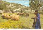 Cyprus - Une Bergère - A Shepherdess - Cyprus