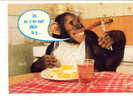 6491 Singeries . Ici On S'en Met Plein La Gueule . 24875101 Yvon Singe Cuisine - Monkeys
