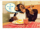 6491 Singeries . Ici On S'en Met Plein La Gueule . 24875101 Yvon Singe Cuisine - Singes