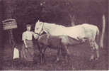 Chevaux Chez M. Carton Beauval Publicité Baby Phosphate - Beauval