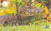 Crocodile Krokodil Cocodrilo Sur Telecarte (6) - Jungle