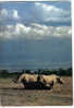 Carte Postale Faune Africaine "On Guard" Beneath The Snows Of Kilimanjaro  édit: Hoa-Qui N° 4311 - Elephants