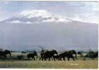 Carte Postale Faune Africaine Elephant The Highest Mountain  édit: Hoa-Qui N° 4310 - Elefanten