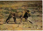 Carte Postale Faune Africaine Lion édit: Hoa-Qui N° 4141 - Löwen