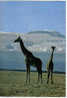 Carte Postale Faune Africaine Giraffe Mont Kilimanjaro  édit: Hoa-Qui N° 4465 - Giraffen