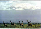 Carte Postale Faune Africaine Which Way Did He Go Giraffe Mont Kilimanjaro  édit: Hoa-Qui N° 4309 - Girafes