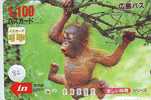 Monkey SINGE AFFE AAP Telecarte (82) - Dschungel