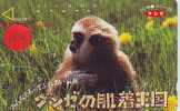 Monkey SINGE AFFE AAP (127) - Jungle