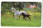 HORSE ( Japan ) - Cheval - Pferd - Caballo - Cavallo - Chevals - Pferde - Horses - Chevales - Japon - Paarden