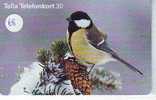 Bird - Oiseau - Vogel - Pájaro - Uccello ( 68) - Altri & Non Classificati