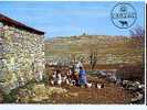 CPM - Poules Et Fermière Dans Les Causses Du  Larzac - Aveyron - Breeding