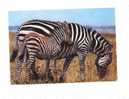 Cpm Zebre Zebra - Zèbres