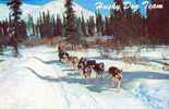Alaska Husky Dog Team Année 1960 - Altri & Non Classificati