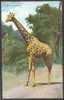 African Giraffe - Jirafas