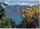 Carte Postale SUISSE Locarno- Camelie E Magnolie In Fiore "Lago Maggiore" édit : IRIS - Locarno