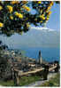 Carte Postale SUISSE -Ascona- Primavera Con Mimosa  "Lago Maggiore" édit : IRIS - Ascona