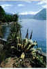 Carte Postale SUISSE -Isole Di Brissago  "Lago Maggiore"  Lac Majeur  édit : IRIS - Brissago