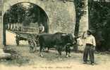 BEL ATTELAGE DE BOEUFS Dans Les Alpes - Wagengespanne