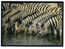CPM - NAMIBIE - Burchell'zebra Drinking - Zèbre - Namibië