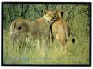 CPM - NAMIBIE - Lionesses´ Greeting Rituel - Lionnes - Namibie