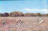 Dixie A Typical Cotton Picking  Cpsm Année 1960 - Altri & Non Classificati
