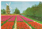 CP - KEUKENHOF - LISSE HOLLAND - CHAMP DE TULIPES DEVANT UN MOULIN A VENT - Lisse