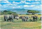 Kenya.Troupeau D'éléphants.1965. - Elefanti