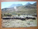 SCENE PASTORALE DANS LE MAQUIS CORSE - Viehzucht