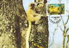 Bouthan : CM Carte Maximum Singe Primate Presbytis Geei Singe D'or Golden Langur Monkey Animal Danger WWF - Mono