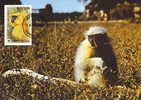 Bouthan : CM Carte Maximum Singe Primate Presbytis Geei Singe D'or Golden Langur Monkey Animal Danger WWF - Singes