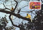 Bouthan : CM Carte Maximum Singe Primate Presbytis Geei Singe D'or Golden Langur Monkey Animal Danger WWF - Singes